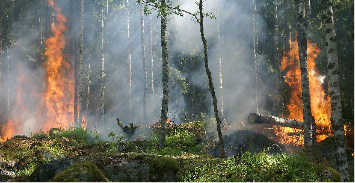 Consejos para prevenir los incendios forestales