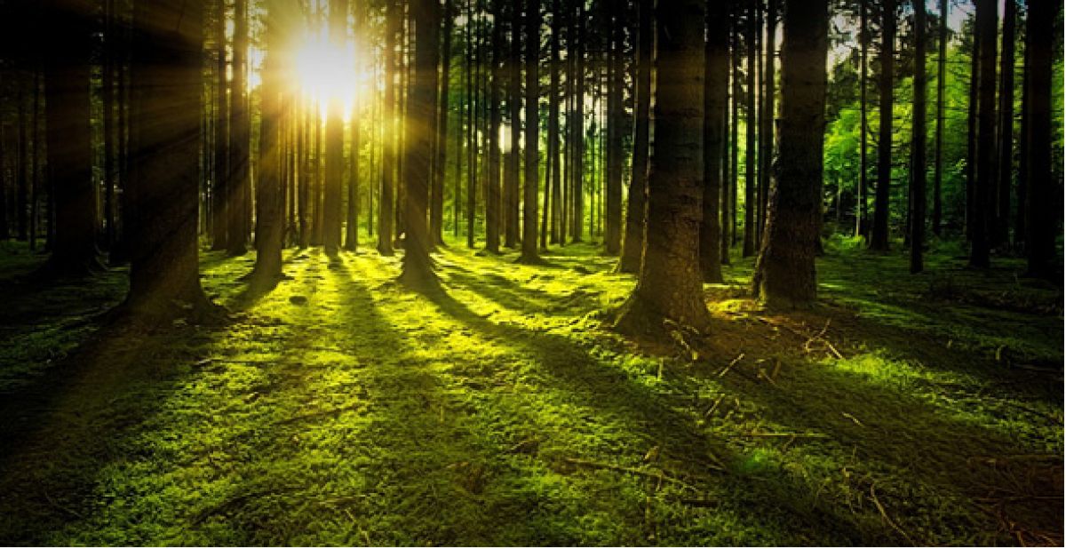 Dia del medio ambiente: Ahorra energía gracias a la biomasa